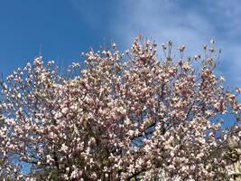 Magnolia tree in full bloom against clear blue sky in spring photo