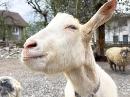 Close-up of white goat in farmyard setting with barn and trees in background photo