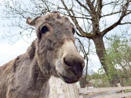 Close-up of a donkey in a rural setting with leafless trees in the background photo