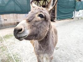 Curious gray donkey with large ears in outdoor enclosure looking alertly forward photo