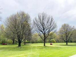 Serene park landscape with leafy trees and red benches on a cloudy day photo