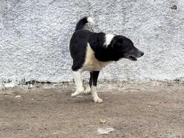 Black and white border collie walking on rough ground photo
