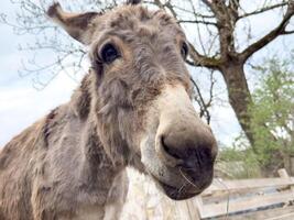Close-up of curious donkey in rustic farm setting photo