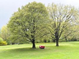 Tranquil park scene with red bench under lush green trees photo