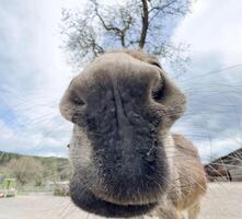 Close-up of curious donkey nose against cloudy sky in rural setting photo