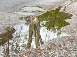 Tree reflection in roadside puddle on a cloudy day photo