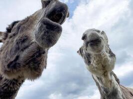 Close-up of two curious donkeys against a cloudy sky photo