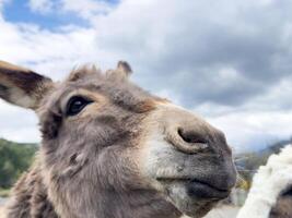 Close-up of a donkey under cloudy sky with mountain view photo