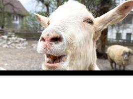 Close-up of a curious goat with open mouth in a farm setting photo