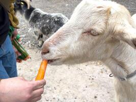 Goat eating carrot from human hand at petting zoo photo