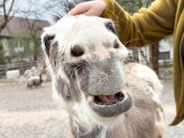 Smiling donkey enjoying a petting in outdoor farm setting photo