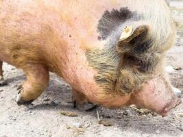 Close-up of a large pig eating in a farm environment photo