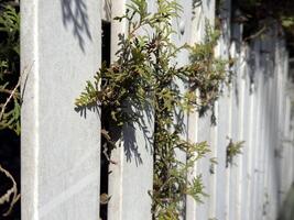 Evergreen vines intertwined through concrete fence in sunlight photo