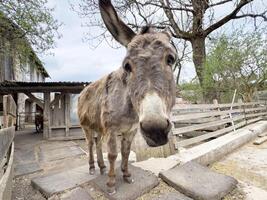 Curious donkey in rustic farm setting with wooden fencing and spring trees photo