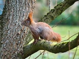 Red squirrel with bushy tail on a branch of a tree. Spring like photo