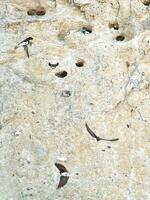 Sand martins fly in front of a sandy cliff face with breeding burrows. photo