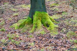 Tree trunk with moss-covered roots in the forest. Nature, photo