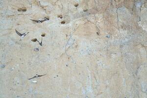 Sand martins fly in front of a sandy cliff face with breeding burrows. Natur photo
