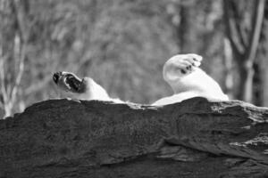 Black and white, a relaxed bar lies on a rock and raises a paw in the air photo