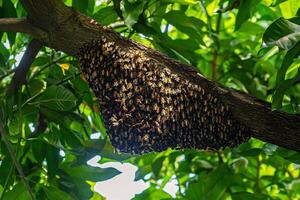 Natural honeycomb on mango tree branch Honeycomb and honey are edible and have health benefits such as fighting infections and improving heart health. photo