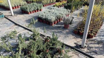 Outdoor nursery with diverse potted plants, ideal for spring gardening, ecological landscaping, and Earth Day celebrations photo