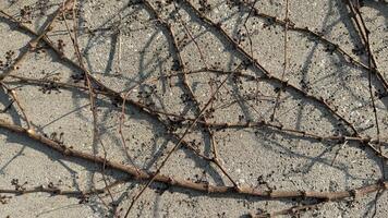 Intertwined bare branches casting shadows on concrete, representing winter solitude and natures minimalism, perfect for seasonal themes photo