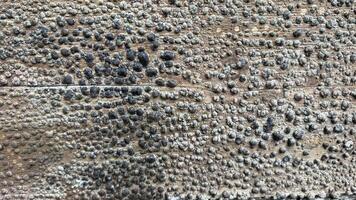 Aerial view of neatly arranged hay bales on a harvested field, symbolizing autumn harvest and rural agriculture photo