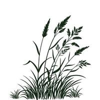 Marsh reed grass Set of swamp cattails bulrush white background vector
