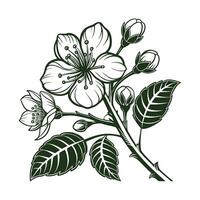 A branch with sakura flowers is handdrawn isolated on a white background vector