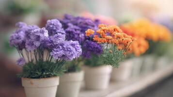 Bright and Colorful Flower Pots with Various Blooms in Soft Evening Light in a Garden Setting photo