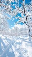 Majestic Giant Snow-Covered Tree Standing Alone Under Bright Blue Sky in Winter Wonderland Landscape photo