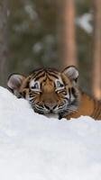 Young Tiger Licking Nose in Dreamy Snowy Forest with Soft Light and Serene Atmosphere photo