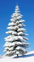 Majestic Giant Snow-Covered Tree Standing Alone Under Clear Blue Sky photo