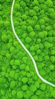 Aerial View of a Curved White Road Cutting Through Vibrant Green Forest Landscapes photo