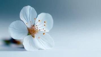 Delicate Blossom with Soft Petals and Bright Stamen Set Against a Calm Background photo