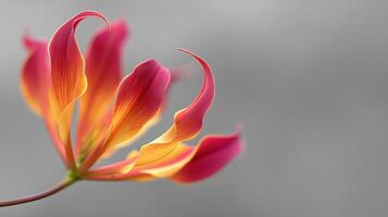 Vibrant Glowing Flower Petals in Shades of Pink and Orange against a Soft Gray Background photo