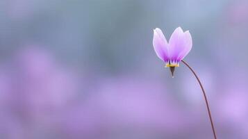 Delicate Single Pink Flower Blooming on Soft Blurred Background in Springtime Garden Setting photo