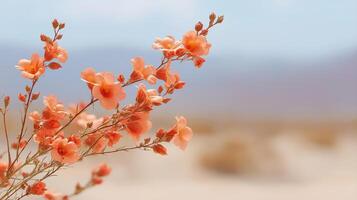 Delicate blossoms blooming against a soft, blurred desert landscape in warm hues and gentle sunlight photo