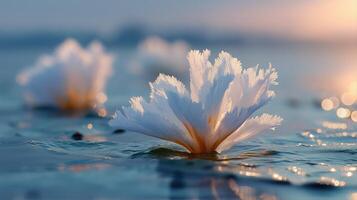 Delicate White Flowers Floating on Calm Water Surface at Sunrise with Soft Bokeh Effect photo