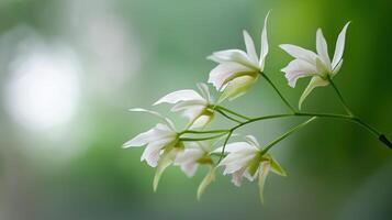 Elegant White Orchids with Soft Green Background and Gentle Bokeh Effect in Nature photo