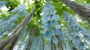 Delicate Blue Wisteria Blooms Hanging from Green Canopy in Soft Natural Light photo