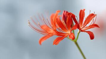 Vibrant Red Flower Petals Displaying Delicate Structure Against Soft Background photo