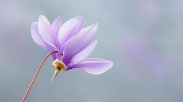 Beautiful delicate purple flower isolated on soft gradient background for nature and beauty themes photo
