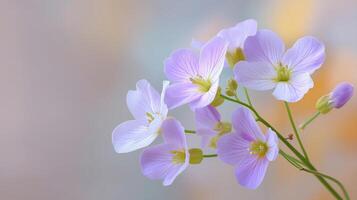 Delicate purple flowers blooming on soft blurred background in spring season photo