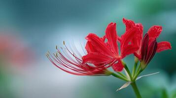 Vibrant Red Flower with Delicate Petals Against a Soft Focus Green Background photo