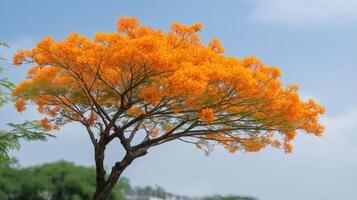 Vibrant Orange Flowers on a Lush Tree Against a Clear Blue Sky in Bright Daylight photo