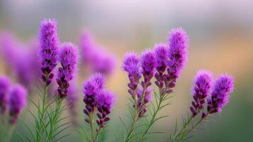 Vibrant Purple Flowers with Soft Background in Nature Setting during Golden Hour Lighting photo