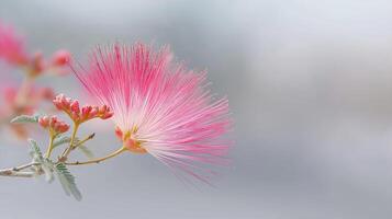 Delicate Pink Flower with Fuzzy Petals Against Soft Blurred Background in Gentle Light photo