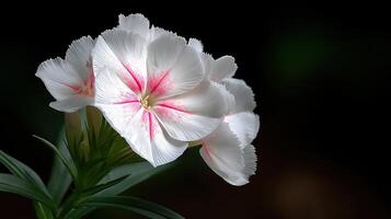 Delicate White Flower with Pink Accents against a Dark Background in Nature's Splendor photo