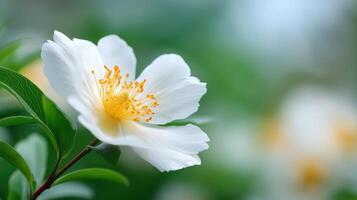 Delicate White Flower with Yellow Center Against Soft Green Background in Nature Setting photo